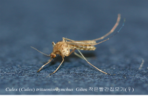 대전시, ‘일본뇌염 경보 발령’에 각별한 주의 당부