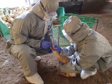충북, ‘수의직 구인난’ 퇴직 베테랑으로 뚫는다… 가축방역 전선 투입
