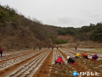 단양군, 적성면 ‘사랑의 일손 돕기’ 펼쳐