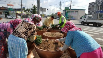 임피면이 가을 국화로 물들고 있다.
