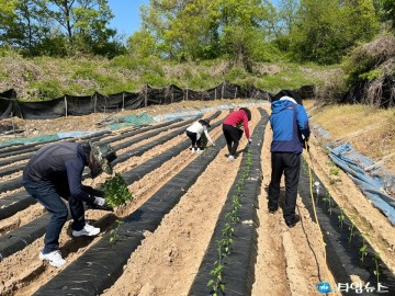 음성군 홍보실, 농번기 맞아 고추 모종심기 일손 돕기 나서