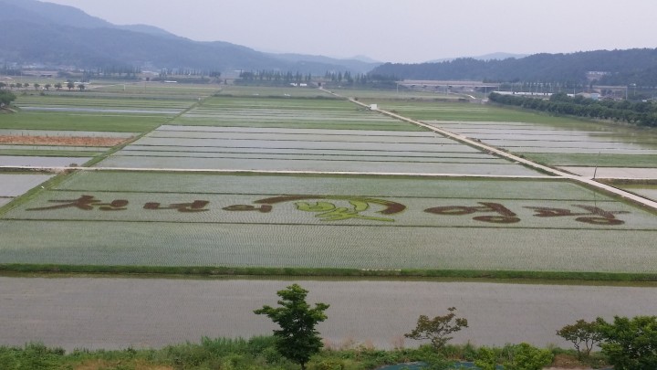 영광군, 논에‘천년의 빛 영광’팜아트 새겨