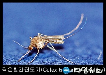 충북 도내 일본뇌염 매개모기 첫 발견 방제활동 및 예방수칙 준수 당부