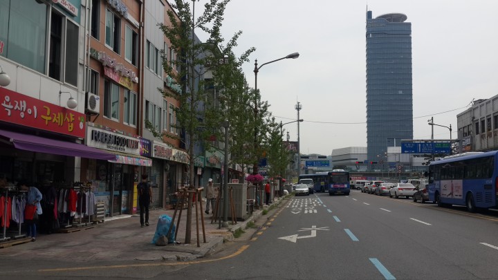 대전 동구, 중앙로 은행나무 가로수 교체사업 완료