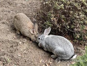 수원서 '야토병' 의심 사례 발생....소 생간 먹은 뒤 복통·발열