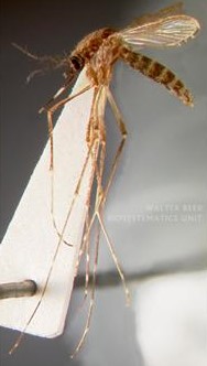 김천시보건소, '여름 휴가철 불청객 뎅기열 조심하세요'
