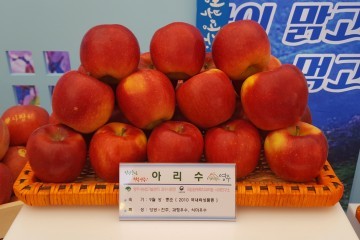 영주에서 국산사과 아리수 첫 출하
