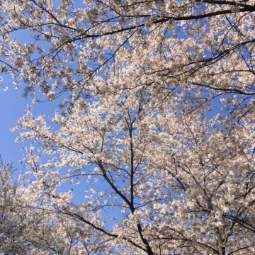  제천시 청풍면 청풍호 벚꽃축제 기대감 "만발"