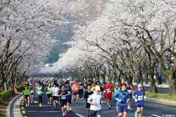 천년고도 벚꽃 레이스, 제28회 경주벚꽃마라톤대회 참가 접수