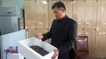 영주시농업기술센터  고삼 종자 채취무상 농가 공급 