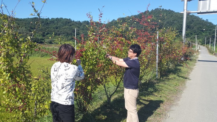 산청 차황으로 꽃사과 따러 놀러 오세요!