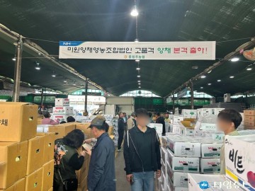 청주시 미원양채작목반, 브로콜리‧콜리플라워 본격 출하