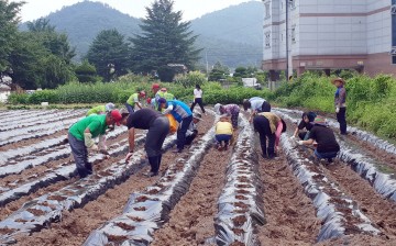 내장상동 지역사회보장협의체 21일, 행복나눔텃밭 가을 감자 심어
