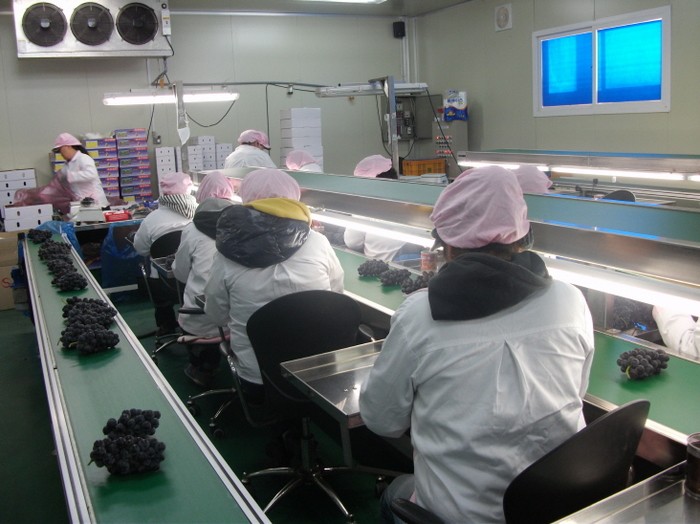 화성시 ‘화성 명품포도’ 아랍에미리트 수출길