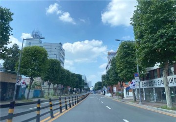 대전 중구, 대종로 일원 가로수 조형전정 완료
