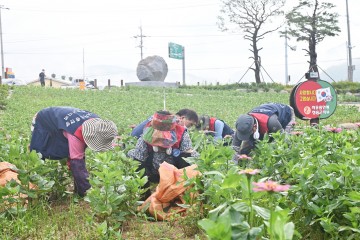 한국자유총연맹 청송군지회,  산소카페 청송정원 백일홍 생육관리 봉사