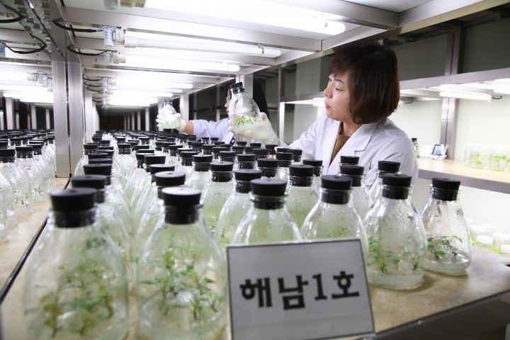 한겨울 추위에도 해남 고구마는 벌써 초록빛 새순이 뻗어나가고 있다.