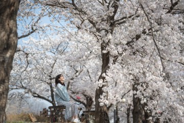 영주시, ‘2024영주 벚꽃길 사진 공모전’ 개최