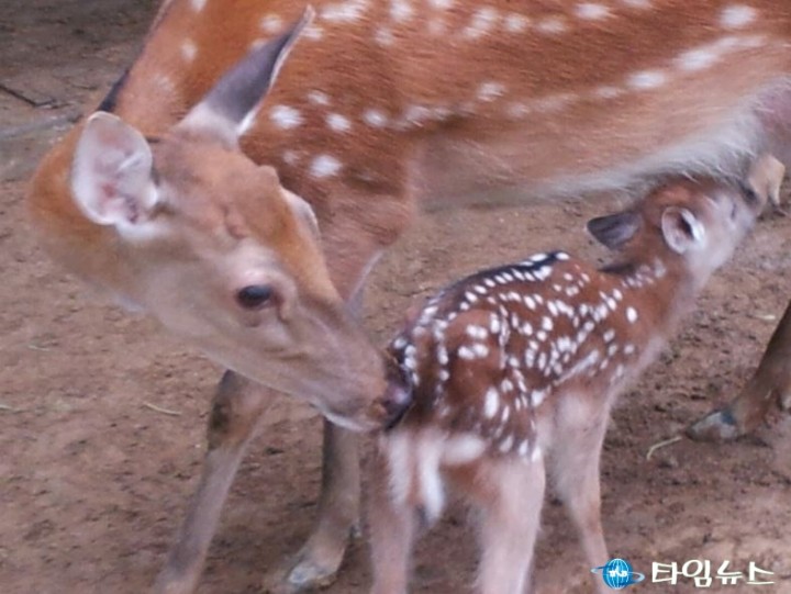 부천자연생태공원 동물원에 아기꽃사슴이 태어났어요