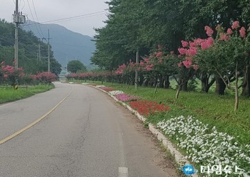  이희진 영덕군수 힐링 달산을 찾는 관광객 맞아 배롱나무꽃 도로변에 활짝 