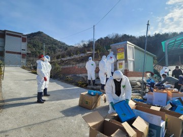 고병원성 AI 발생 한 상주시 역학조사 중