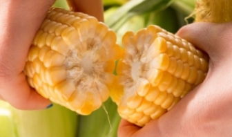 화순 틈새 작목 초당옥수수' 첫 수확