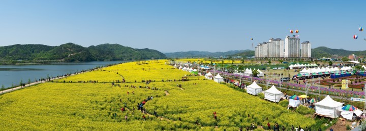 “자연과 사람의 만남! 창녕 낙동강 유채축제” 17일 개막