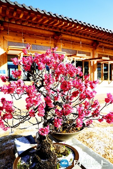 입춘 맞아 꽃망울 터트린 홍매화 눈길!
