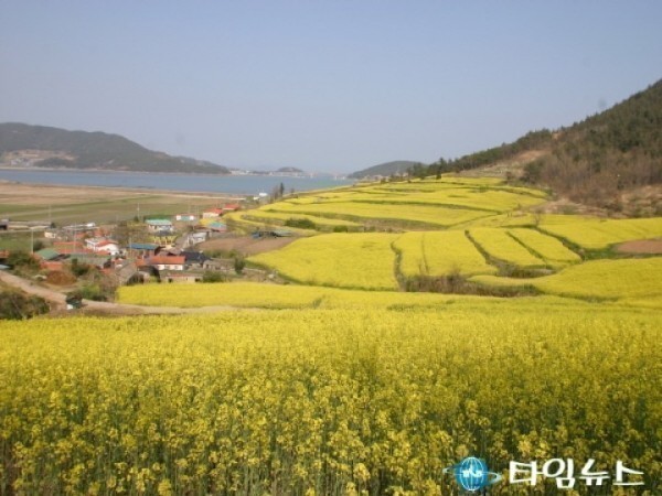 장흥군, 선학동 학마을에 봄이 찾아와