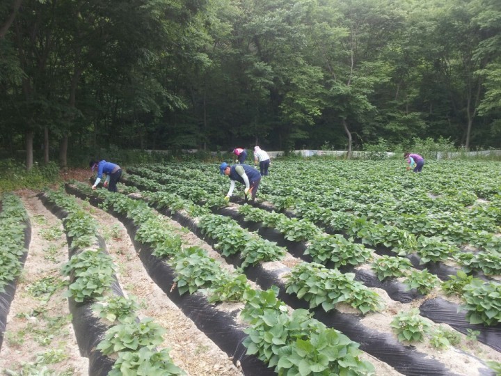 위천면 주민자치위원회, 주민자치활동 적극 참여