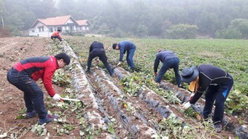 서원구 환경위생과 가을철 남이면 찾아 고구마 수확 잡초 제거 등 작업 도와