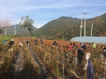 충청북도산림환경연구소, 농번기 일손 부족 농가 일손돕기 나서..