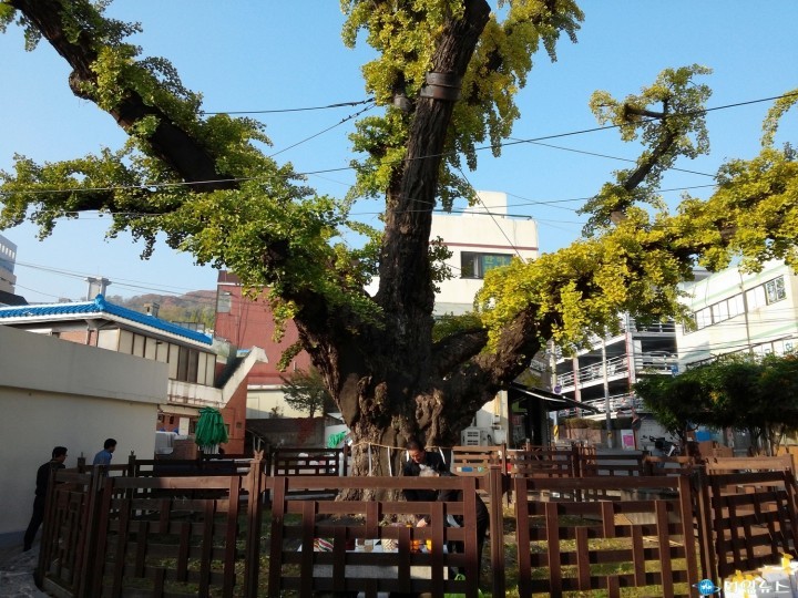 어린이날 ‘부천시 보호수’은행나무 나눠드려요