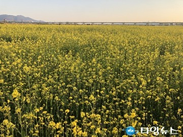 부산 대저에도 '봄이왔나 봄~'
