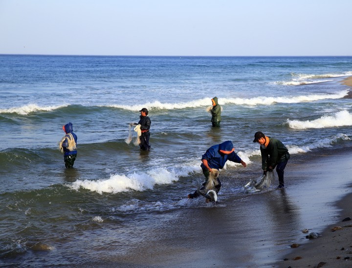 울진 물반 고기반 제철맞은 숭어잡이
