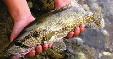 단양 남한강 제11회 단양쏘가리 루어낚시대회