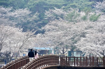 담양군, ‘제10회 용면 추월산 벚꽃축제’ 개막  