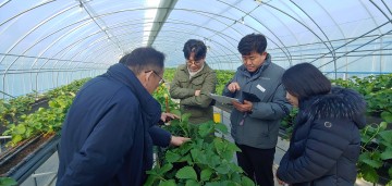 고령군, 농식품부 박순연 유통소비정책관, 고령군 딸기‧토마토 농장 현장 방문