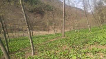 충주시, 산마늘 지역 대표 산채로 육성