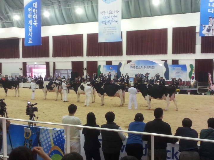 이천시, 2015 한국홀스타인품평회 위상 떨쳐