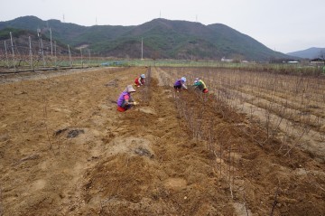 군위군 키낮은 사과자근대목시중 가격보다 저렴하게 지역 과수농가에 보급 