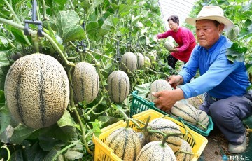 진천군 미네랄 작목반, 켄탈로프 멜론 수확