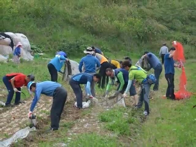 고성군 마암면, 양파 수확 돕기에 구슬땀