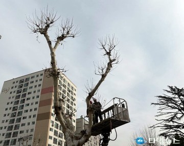 대전 중구, 새봄맞이 가로수길 새단장 나서