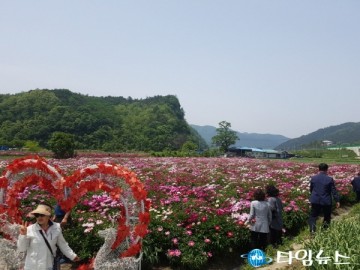 영천시, 화남리 일대에서 작약 꽃 한마당 행사 개최