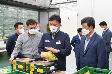 2021년산 청송황금사과“황금진”첫 출하!