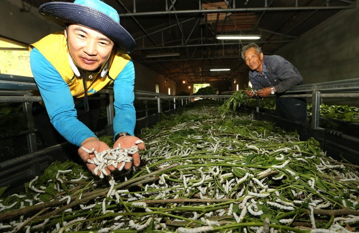 천연 항노화 식품 ‘산청 누에’ 사육 손길 분주