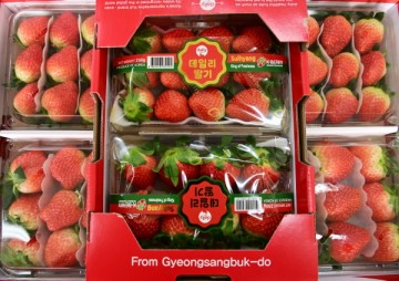 고령 딸기, 경북 통합브랜드 ‘daily’로 홍콩 첫 수출