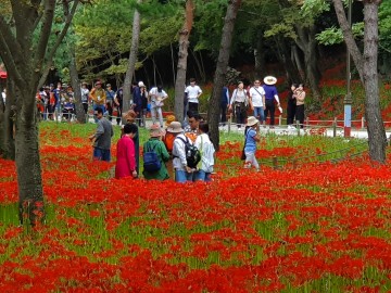 전남도, 2020년 대표축제 10선 선정