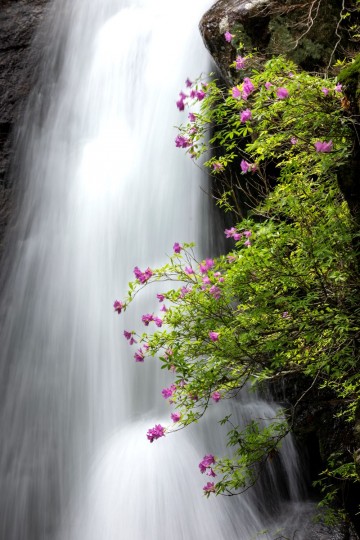 백운산 어치계곡 구시폭포에 수달래 ‘활짝’ 